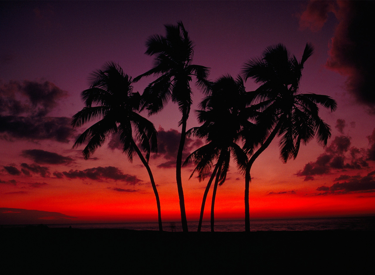 palmtrees sunset
